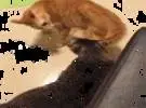 橘猫和另一只猫打架, 打, 竟然用这个把戏, 哈哈笑庞..。