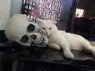 店主买了一件骨架装饰品, 但猫作为枕头, 它在可怕的场面后睡着了.....。