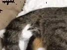 三只猫睡在一起, 笑的表情之一喷!