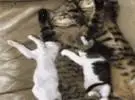 两只大猫和一只小猫在睡觉, 另一边的小猫一直踩着牛奶, 最后.....。