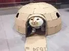 以前不要扔掉旧纸板箱!你可以为猫们建一座小房子!