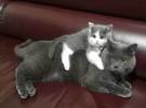 网友家新的小猫很喜欢坚持老猫, 还爬到它的背上, 和老猫.....。