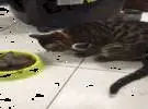 这只小猫整个躺在碗里吃猫粮, 猫妈妈想吃, 舍不得把它搬走, 所以.....。