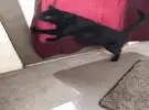 网友的门来了一只猫, 家里的黑猫看见了, 竟然..。