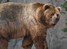 北美最大的棕熊和爱!