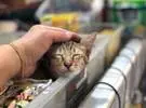 躺在零食堆上的猫可能是个赠品..。