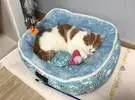 主人对猫的心爱的巢洗洗衣机, 结果被意外洗后.....。