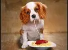 狗怎么吃太多的食物？训练狗的就餐礼仪
