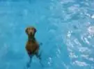 如何让第一只狗学会游泳？