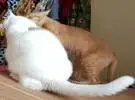 橙色的猫想讨好白猫, 但白猫不喜欢它, 所以橙色的猫..。