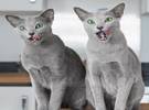 网友的两只俄罗斯蓝猫, 眼睛都像翡翠一样美丽, 看着瞬间坠入爱河.....。