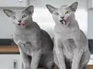 网友的两只俄罗斯蓝猫, 眼睛都像翡翠一样美丽, 看着瞬间坠入爱河.....。