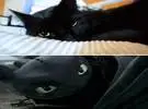 这只黑猫真像个没牙的家伙!