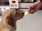 舔一个柠檬后, 狗的人!