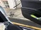 网友驱车外出工作, 在路边遇到一只猫和自己的猫很相似, 再仔细看看.....。