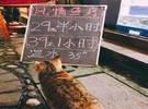 猫经过一条鱼疗馆, 当看到孟字上的招牌, 让人笑喷.....。