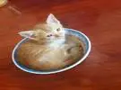 主人看到小奶猫躺在碗里睡得很萌, 于是脑电波.....。