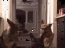 猫想炫耀3只狗面前的跳跃力, 准备足够的下一秒..。