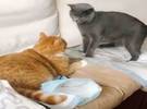 朋友送来一只橙色的猫, 家猫好奇地盯着它, 下一动作高手笑了!