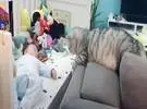 在沙发上的猫试图触摸婴儿在小主人的手婴儿床, 触动了心脏的时刻