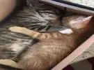 房子的主人找不到小猫, 妈妈把他带到鞋盒里, 打开一看网友笑了一下。