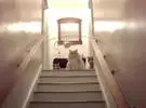 铲粪官加班, 猫集体在楼梯口等他的家, 师傅一动好啊