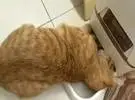店主没有时间照顾猫, 买了它一个自动送料机, 表演的猫让人笑喷!