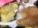 师父买了一个鱼枕来喵叫, 它甚至睡去抱, 但猫太胖了。