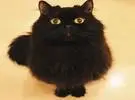 这是一只非常黑、毛茸茸、蓬松的大黑猫, 让一个人来看看爱它..。