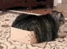店主的猫在盒子里躺着姿势, 没想到下一秒的样子, 让人笑喷.....。