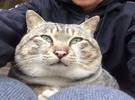 店主抱怨猫的脸太大, 网友表示不相信, 直到他晒在照片里, 笑喷