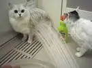 网友总是认为家里的猫真的很胖, 直到时间来帮它洗澡, 猫看起来很惭愧她