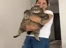 店主一直觉得猫太瘦了, 直到有一天朋友回家玩, 抱着猫后
