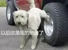 狗尿腐蚀轮胎, 关于狗的谣言, 你相信多少？
