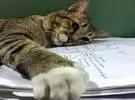 主持人正在做作业, 猫必须躺在上面, 这个样子让人看, 笑的屎..。