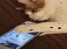 主心蒙大拿手机到桌上猫玩, 以为会跌倒, 没想到..。