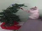 猫破坏圣诞树时发生了意外。
