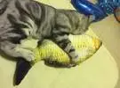 猫发现了一条大鱼, 抓着难以咀嚼。
