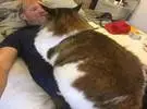 被誉为世界上体型最大的一只猫, 吸起来一定很酷!