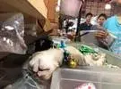 网友通过一个摊位看到一只猫的老板睡得很死, 让人看了想..。
