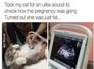猫怀孕了各种护理, 生产化验结果, 铲粪官嘴巴无助抽搐.....。