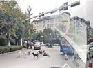 在云南丽江, 一只狗在车祸中受伤, 许多狗守卫