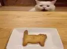 猫看见主人吃自制的猫形曲奇饼, 它的表情就亮了, 哈哈..。
