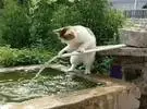 猫看见水从管子里流出来, 试图堵住它, 就像一笑。