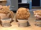 网友抱养3只胎儿猫, 其中只有一只猫脂肪像一只橙色的猫