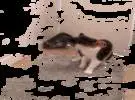 这只小猫闯进房间与大猫打架, 大猫孟: 这是沙雕什么动作？