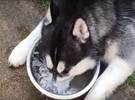 99.5% 的养狗人绝对不知道, 狗喝的水可以中毒!