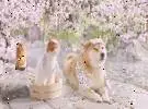 流行的木狗和旅行猫一起拍温泉广告, 看人好心