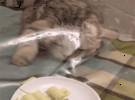 猫想吃桌上的食物, 爪法很准确, 也很精致, 只是.....。