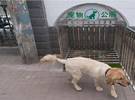 山西太原集狗公厕, 网友: 精彩城市!如果你控制不了狗, 你就可以控制它。